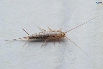 Silverfish Control Hobart