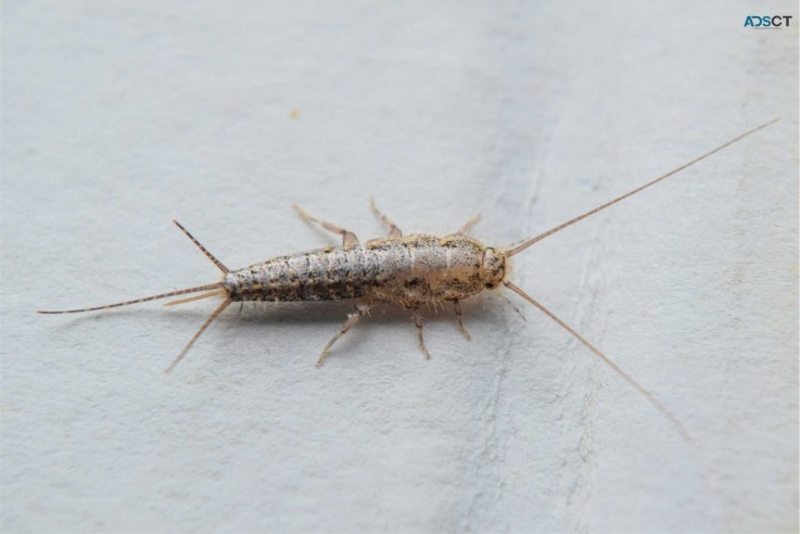 Silverfish Control Hobart