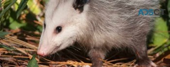 Possum Removal Specialist Adelaide