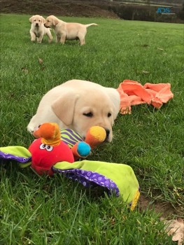 Beautiful Labrador for sale