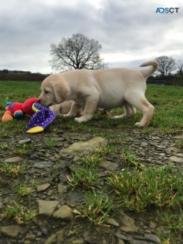 Beautiful Labrador for sale