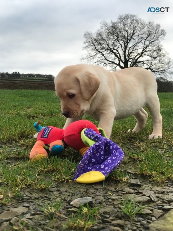 Beautiful Labrador for sale