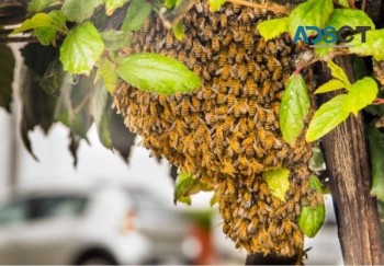 Bee Removal Hobart