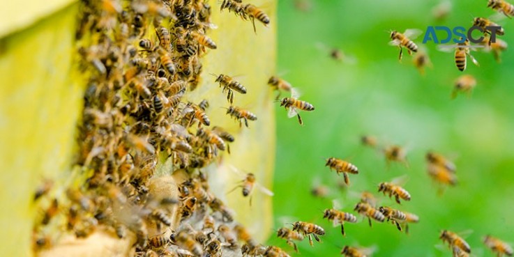 Bee Removal Hobart