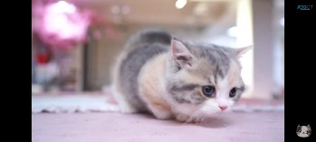 Munchkin kitten New home needed 