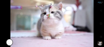 Munchkin kitten New home needed 