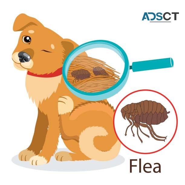 Flea Control Sydney