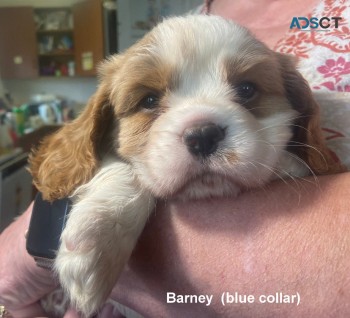 Cavalier King Charles puppies