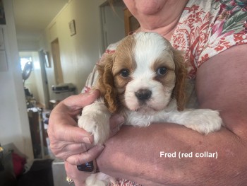 Cavalier King Charles puppies