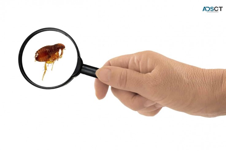 Best Flea Control Brisbane