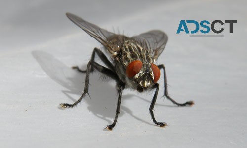 Flies Control Adelaide