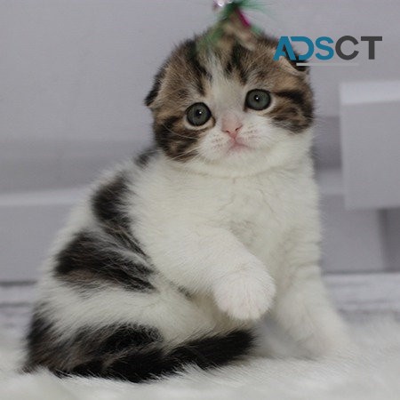 Scottish fold kittens. 