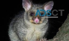 Possum Control Sydney