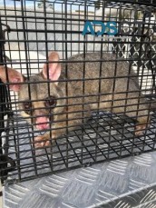 Possum Control Sydney