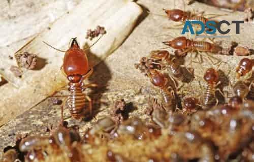 Bed Bug Treatment Canberra