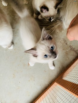 Purebred Ragdoll Male Lilac Kitten