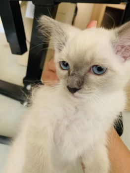 Purebred Ragdoll Male Lilac Kitten