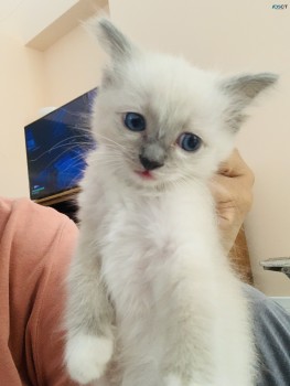 Purebred Ragdoll Male Lilac Kitten