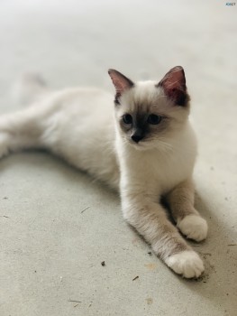 Purebred Ragdoll Male Lilac Kitten