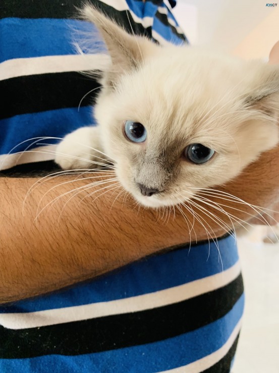 Purebred Ragdoll Male Lilac Kitten