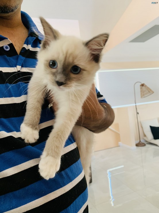 Purebred Ragdoll Male Lilac Kitten