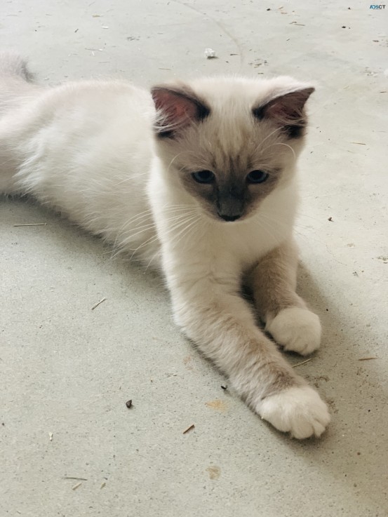 Purebred Ragdoll Male Lilac Kitten