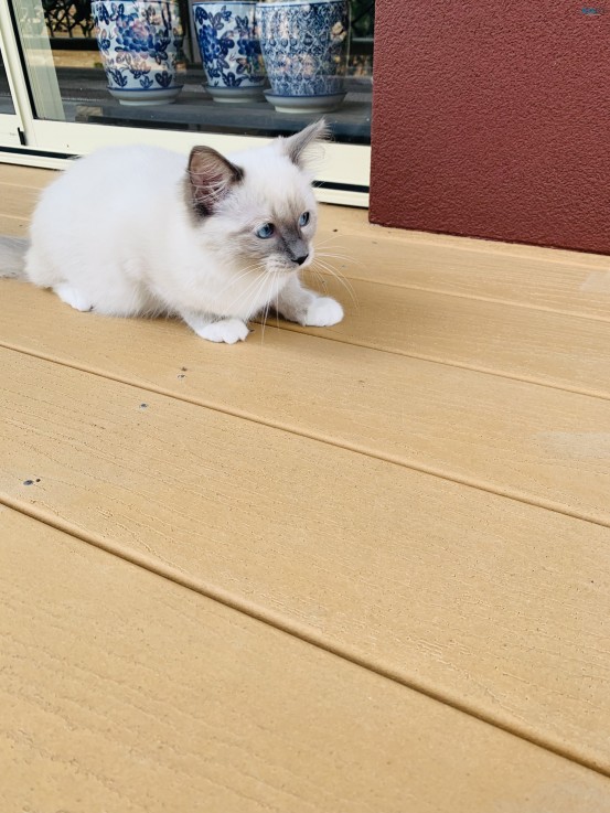 Purebred Ragdoll Male Lilac Kitten