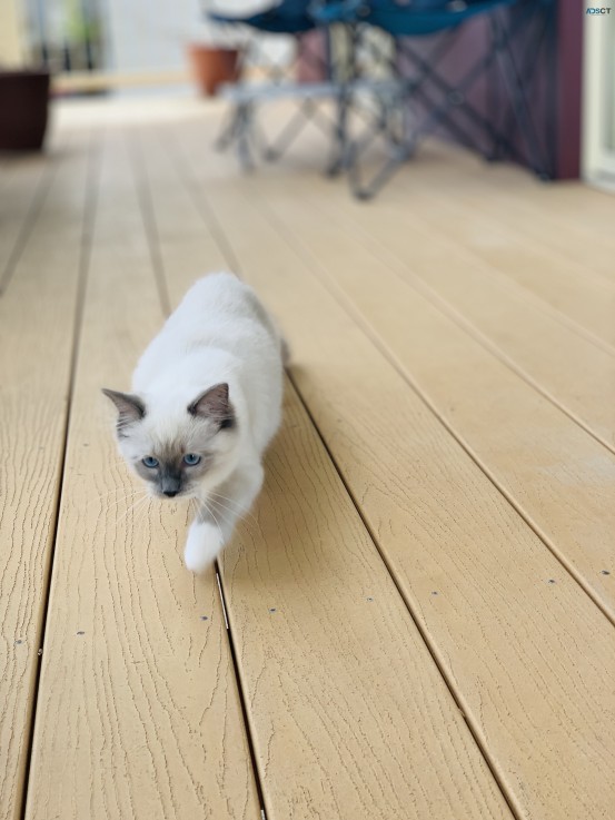 Purebred Ragdoll Male Lilac Kitten