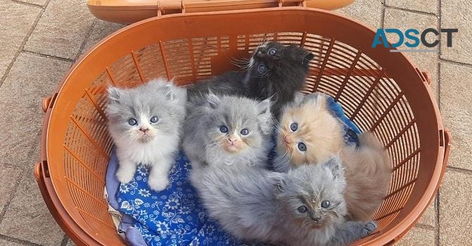 Persian kittens for re-homing.