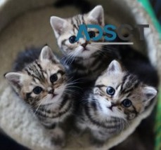 British short hair kittens