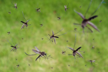 Mosquito Inspection Melbourne