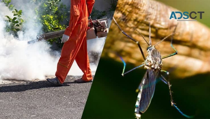 Mosquito Inspection Melbourne