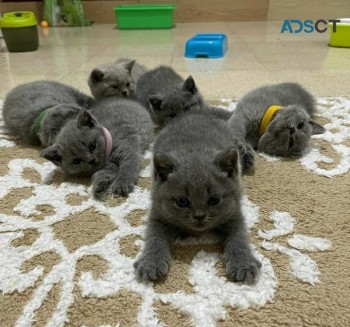 Cute British Shorthair Kittens