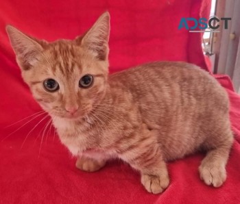 Munchkin Kitten (short-legged)