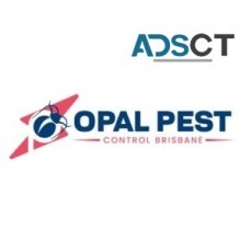 Pest Control Brisbane