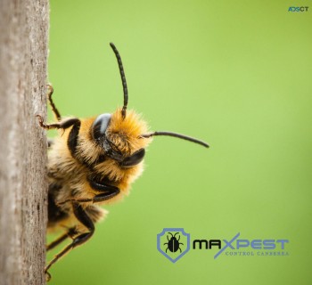 Bee Removal Canberra