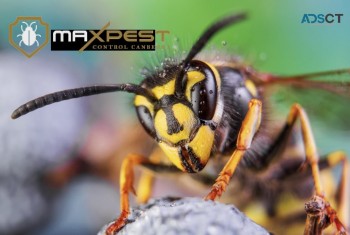 Bee Removal Canberra