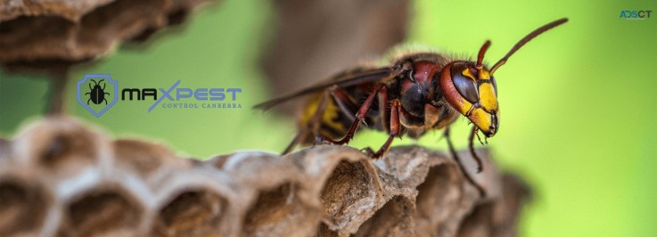 Bee Removal Canberra