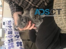 Scottish Fold x Russian Blue kittens