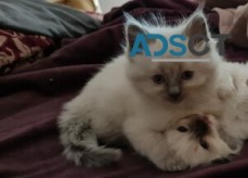 Lovely ragdoll kittens - Adelaide