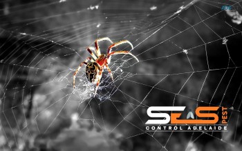 Spider Control Adelaide