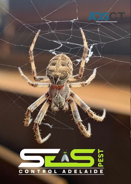 Spider Control Adelaide