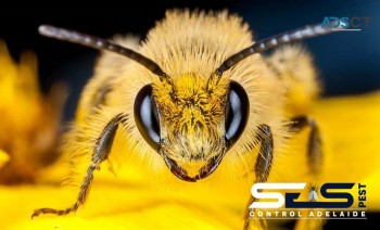 Bee Removal Adelaide