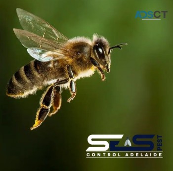 Bee Removal Adelaide