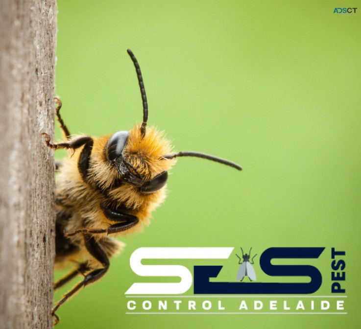 Bee Removal Adelaide