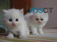 Sensational Persian kittens