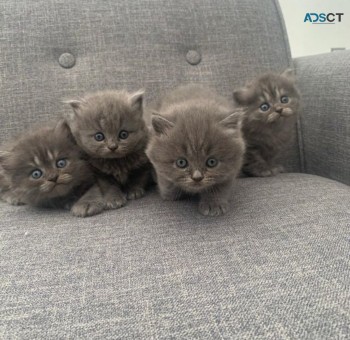 Home Raised British short hair kittens