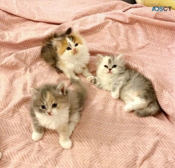 Sensational Persian kittens