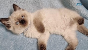 4 Ragdoll kittens for sale