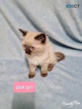 4 Ragdoll kittens for sale